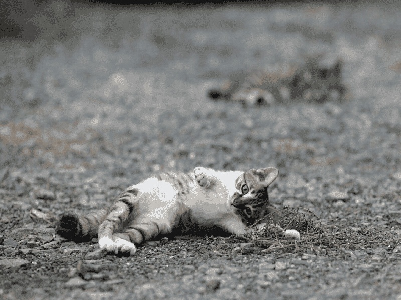 李先生夫妇成功案例